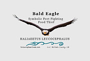 Bald Eagle Soaring Digital Art by Lisa Redfern