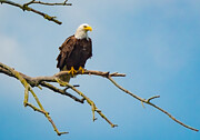 Bald Eagle, Symbol of America Photograph by Victoria Plut