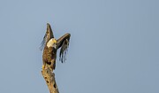 Bald Eagle Wing Pattern Photograph by Puttaswamy Ravishankar
