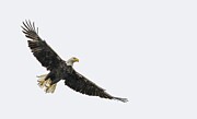 Bald Eagle with wings spread wide Photograph by Puttaswamy Ravishankar Bald Eagle with wings spread wide Photograph by Puttaswamy Ravishankar