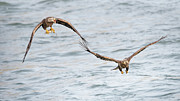 Bald Eagles Fight For Fish Photograph by Rehna George Bald Eagles Fight For Fish Photograph by Rehna George
