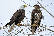 Bald Eagles on Branch Photograph by Wesley Aston Bald Eagles on Branch Photograph by Wesley Aston