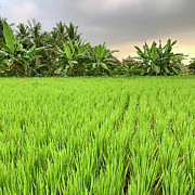 Bali Fields Photograph by Wendy Golden