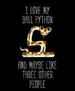 Ball Python Snake Baby Ball Python Breeders  Drawing by Noirty Designs