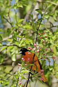 Baltimore Oriole in the Spring Buds Photograph by Natural Focal Point Photography
