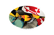 Baltimore Oriole Maryland Oval Digital Art by Joe Barsin
