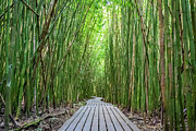 Bamboo Forest Photograph by Jennifer Ludlum