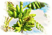 Bananas hanging from a banana tree Mixed Media by Tatiana Travelways