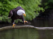 Banded Branch Walker Photograph by Art Cole