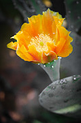 Barbary Fig Flower Photograph by W Craig Photography