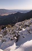 Bare Tree and Snow on Mount Laguna Photograph by William Dunigan