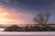 Bare tree in the winter field at sunset Photograph by Dejan Travica Bare tree in the winter field at sunset Photograph by Dejan Travica