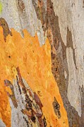Bark A10 Photograph by Werner Padarin