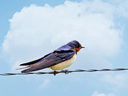Barn Swallow Photograph by Gina Fitzhugh