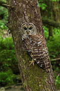 Barred Owl 1 Photograph by Melissa Southern