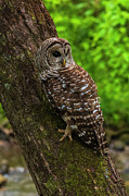 Barred Owl 2 Photograph by Melissa Southern