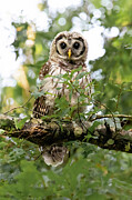 Barred Owl 6a Photograph by Sally Fuller