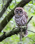 Barred Owl Baby Photograph by James Overesch