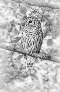 Barred Owl Black and White Photograph by Jennie Marie Schell