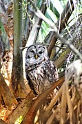 Barred Owl at Green Cay Wetlands Boynton Beach Florida Photograph by David McKinney Barred Owl at Green Cay Wetlands Boynton Beach Florida Photograph by David McKinney