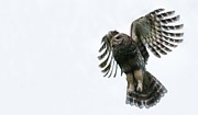 Barred Owl Flight Patterns Photograph by Puttaswamy Ravishankar