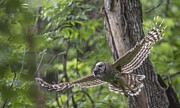 Barred owl Hunting Photograph by Puttaswamy Ravishankar Barred owl Hunting Photograph by Puttaswamy Ravishankar