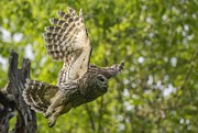 Barred owl on the Move Photograph by Puttaswamy Ravishankar