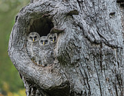 Three Musketeers Photograph by Puttaswamy Ravishankar Three Musketeers Photograph by Puttaswamy Ravishankar