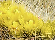 Barrel Cactus Flowers Photograph by Rebecca Herranen