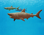 Basking Shark Photograph by Richard Ellis