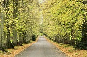 Batsford Beech Avenue, Cotswolds, England, UK Photograph by Sarah Howard