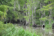 Bayou in Louisiana Photograph by David McKinney Bayou in Louisiana Photograph by David McKinney