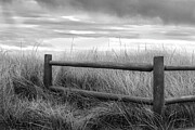 Beach Grass Photograph by Steven David Roberts