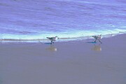 Beach Runners Photograph by Merle Grenz Beach Runners Photograph by Merle Grenz