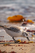 Beach Salad Photograph by Linda Bonaccorsi Beach Salad Photograph by Linda Bonaccorsi