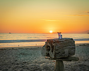 Beach Sunset with Cows Photograph by Lindsay Thomson