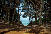 Beach Trail Photograph by Loyd Towe Photography Beach Trail Photograph by Loyd Towe Photography