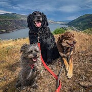 Bear, Bailey and Ted Photograph by Cat Connor
