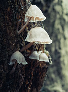 Beaten Bonnet Mushroom Photograph by Scott Lyons Beaten Bonnet Mushroom Photograph by Scott Lyons