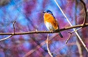Beautiful Bluebird in Spring Photograph by Victoria Plut