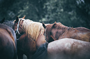Beautiful calm horses Photograph by Dimitar Hristov