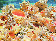 Beautiful Conchs Impressionism Digital Art by Island Hoppers Art