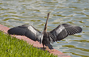 Beautiful details of Anhinga wings Photograph by Zina Stromberg Beautiful details of Anhinga wings Photograph by Zina Stromberg