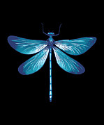 Beautiful Dragonfly detailed blue insect Mixed Media by Norman W