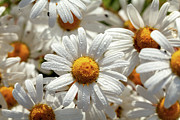 Beautiful large wild daisies with water drops Photograph by Simon Bratt