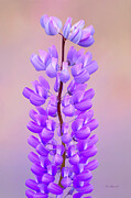 Beautiful Purple Lupin Photograph by Sue Leonard Beautiful Purple Lupin Photograph by Sue Leonard