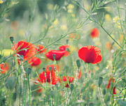 Beautiful red poppies in green field. Photograph by Jelena Jovanovic