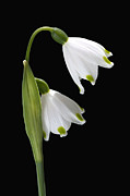 Beautiful Snowdrops Spring Flowers Delight Photograph by Joy Watson Beautiful Snowdrops Spring Flowers Delight Photograph by Joy Watson
