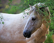 Beautiful White Wild Horse Closeup Photograph by Good Focused