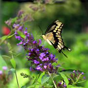 Beauty in the Garden Digital Art by Amy Dundon